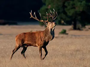 Hoge: Red Deer