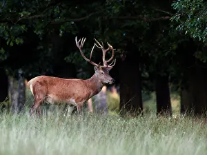 Hoge: Red Deer