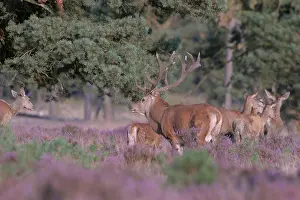Erica: Red Deer