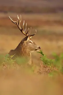 Bracken: Red Deer
