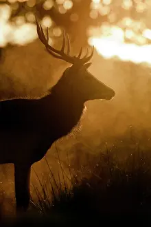 Leicestershire: Red Deer