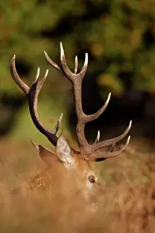 Bracken: Red Deer