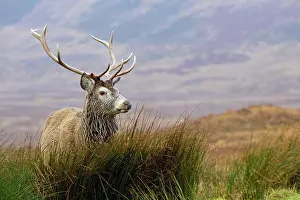 Undulating: Red Deer