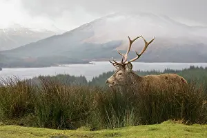 Undulating: Red Deer
