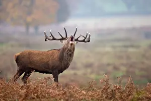 Bellow: Red Deer