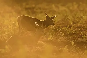 Bracken: Red Deer