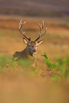 Bracken: Red Deer