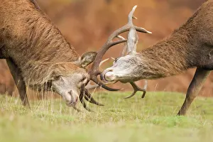 Clash: Red Deer