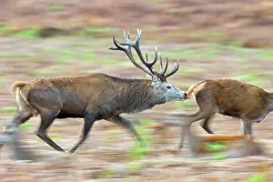 Flehming: Red Deer