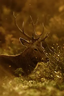 Bracken: Red Deer