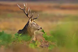 Bracken: Red Deer
