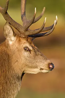 Leicestershire: Red Deer