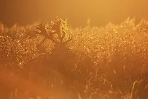 Limburgs: Red Deer