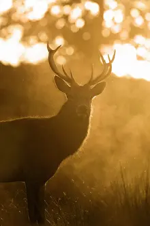 Bracken: Red Deer