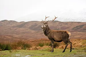 Undulating: Red Deer