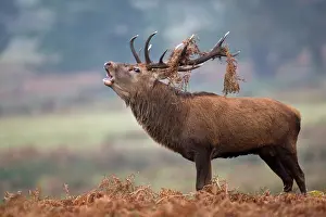 Bellow: Red Deer