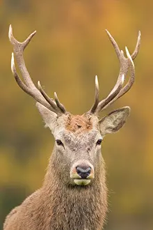 Leicestershire: Red Deer