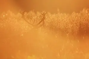 Limburgs: Red Deer