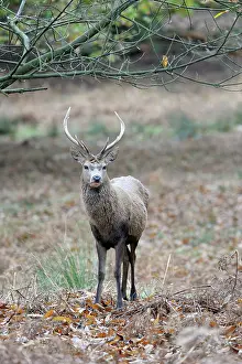 Jousting: Red Deer