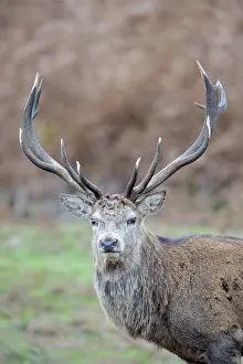 Jousting: Red Deer