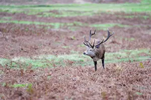 Jousting: Red Deer