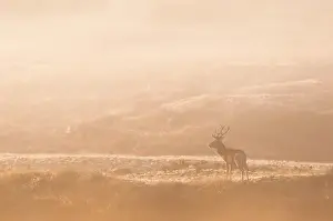Pride: Red Deer