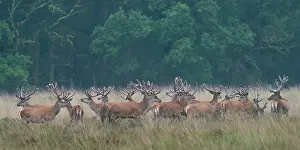 Mosquitos: Red Deer
