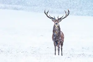 Derbyshire: Red Deer