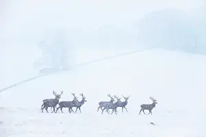 Derbyshire: Red Deer