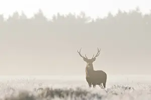 Pride: Red Deer