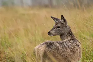 Rainfall: Red Deer