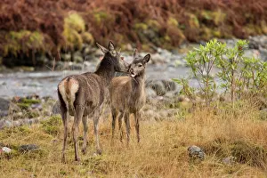Riverside: Red Deer