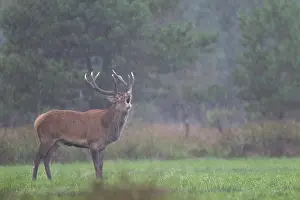 Heavy: Red Deer