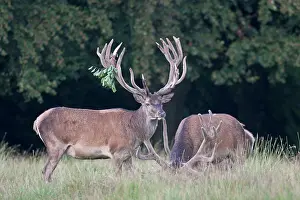 Harts: Red Deer