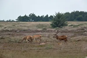 Scenting: Red Deer