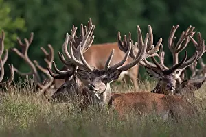 Pelt: Red Deer