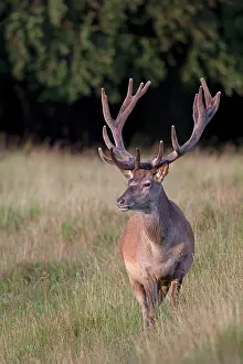 Pelt: Red Deer