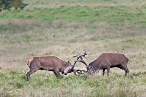 Rival: Red Deer