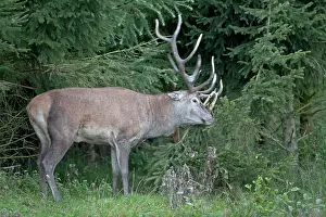 Rubbing: Red Deer