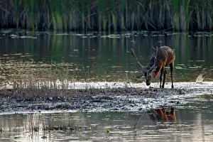 Lusatia: Red Deer