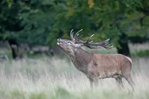 Belling: Red Deer