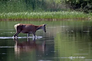 Pelage: Red Deer