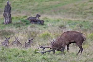 Peeing: Red Deer