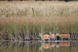 Lusatia: Red Deer