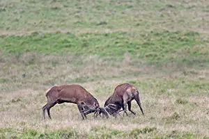 Dispute: Red Deer