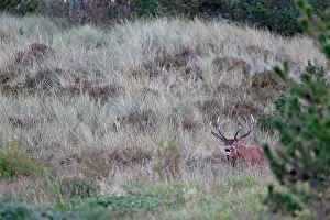 Belling: Red Deer