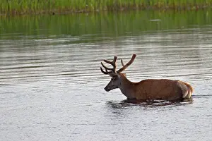 Lusatia: Red Deer