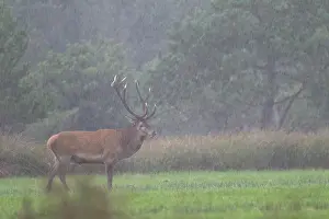 Heavy: Red Deer