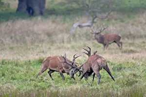 Rival: Red Deer