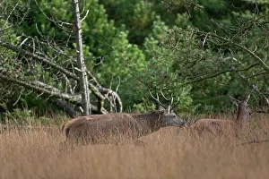Impressing: Red Deer